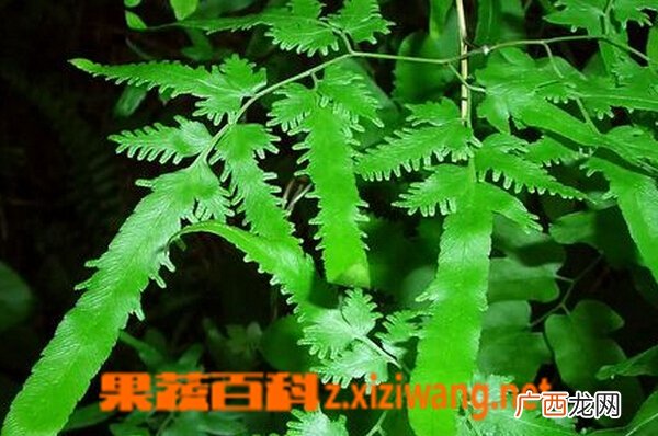 海金沙是什么 海金沙的功效与作用