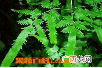 海金沙是什么 海金沙的功效与作用
