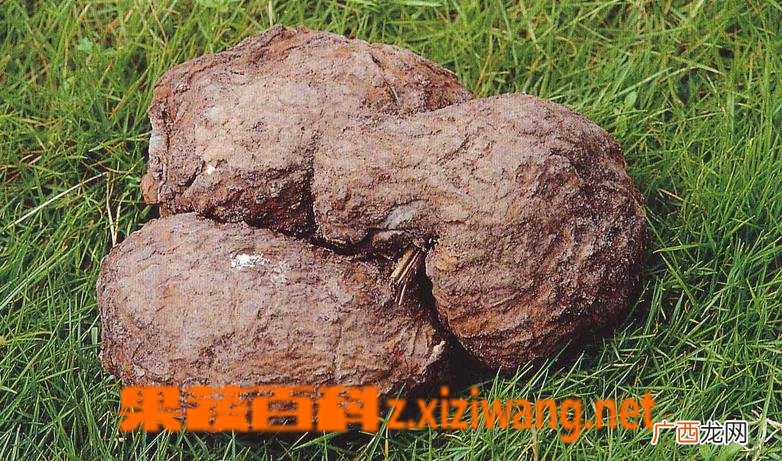茯苓的功效与作用 茯苓的药用价值