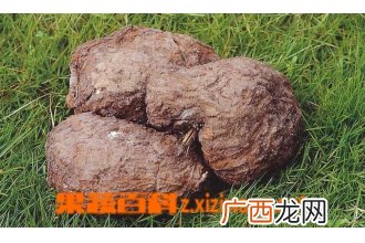茯苓的功效与作用 茯苓的药用价值