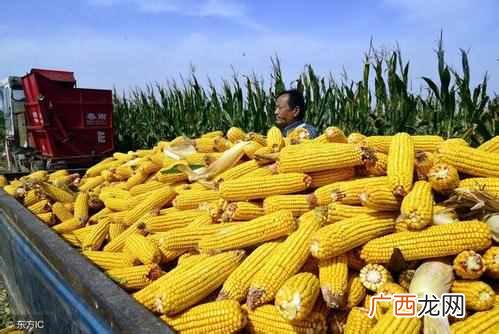 玉米怎么赚钱？玉米怎么卖才能多赚钱？