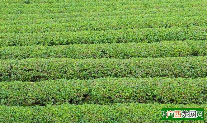 有机茶综合栽培技术可降低茶叶农残