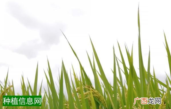 水稻穗期禁用丙溴磷