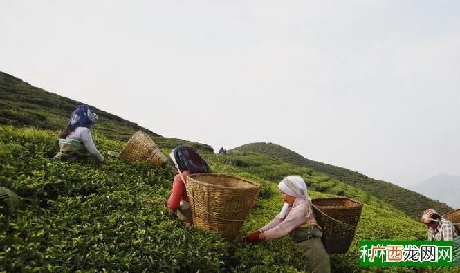 白叶单枞茶树特性