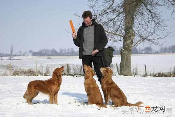 训狗师前景怎么样 训狗师好不好做
