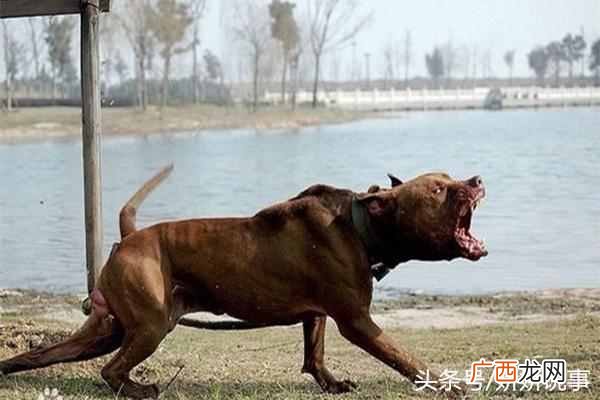 训狗师前景怎么样 训狗师好不好做