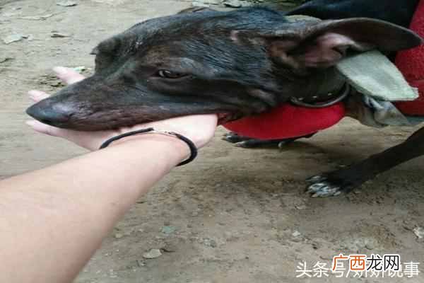 训狗师前景怎么样 训狗师好不好做