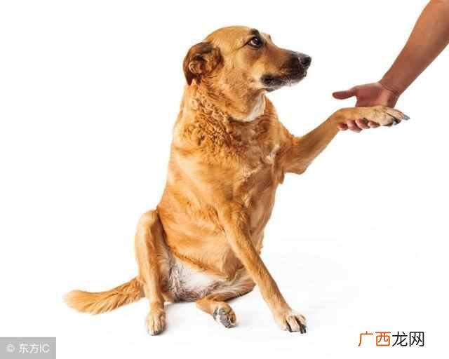狗狗怎么训练握手(狗狗训练最佳时间是什么时