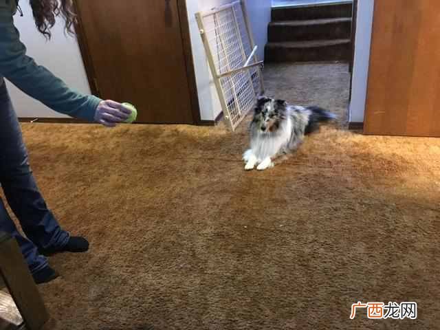如何训练狗狗坐下等待 怎么训练让狗狗坐下