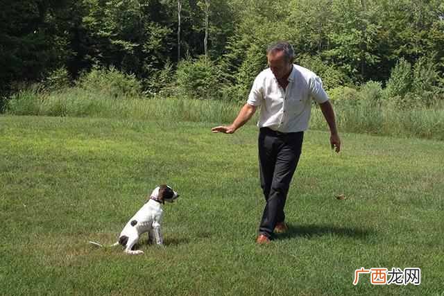 如何训练狗狗坐下等待 怎么训练让狗狗坐下