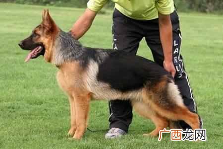 宠物狗训练有哪些技巧（狗狗训练教程18个技巧大