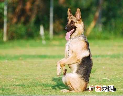 宠物狗训练有哪些技巧（狗狗训练教程18个技巧大