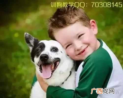 怎么快速训狗让狗狗听话（怎么训练狗狗定点大