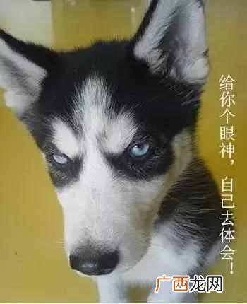 怎么快速训狗让狗狗听话（怎么训练狗狗定点大