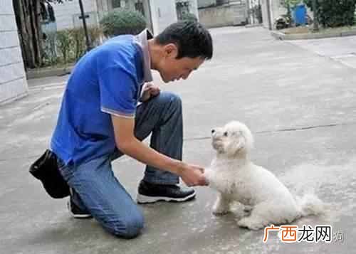 怎么快速训狗让狗狗听话（怎么训练狗狗定点大