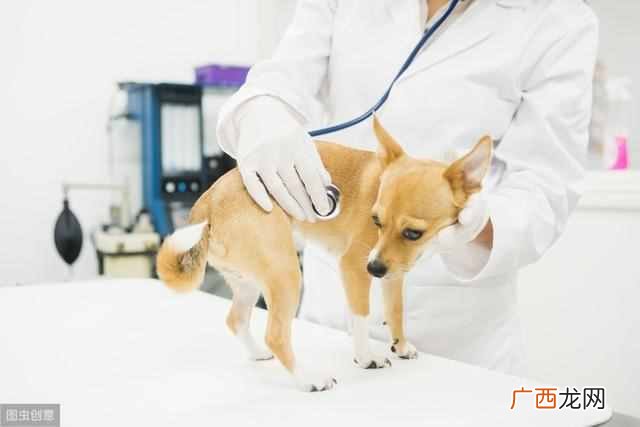 狗狗食欲不振是什么原因（狗狗食欲不振是生病