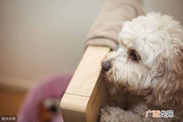狗狗食欲不振是什么原因（狗狗食欲不振是生病