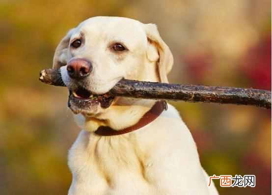 被狗狗咬了多久时间内必须打针（被狗狗咬到后