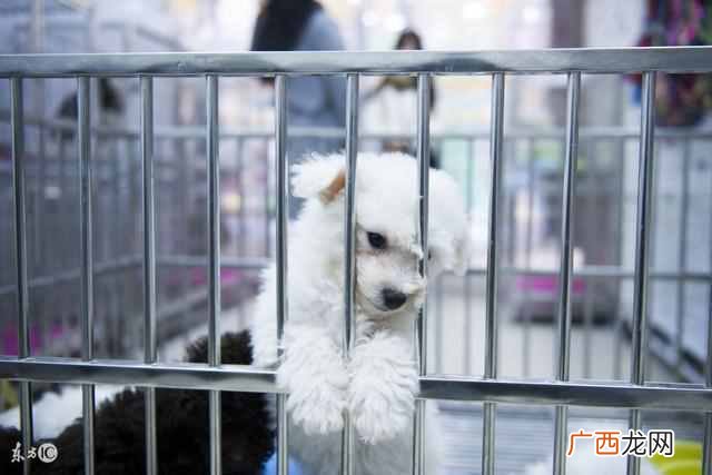 被狗狗咬了多久时间内必须打针（被狗狗咬到后
