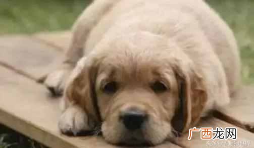 狗狗发烧怎么治疗 狗狗发烧会有什么症状
