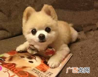 日本狗狗俊介是什么品种的狗（俊介狗狗多少钱