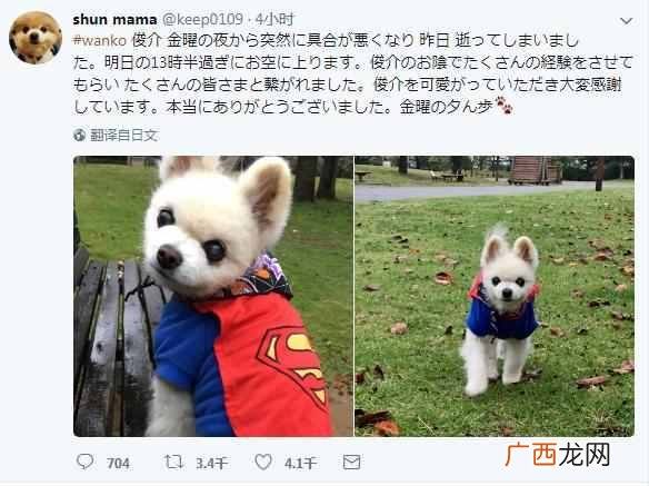 日本狗狗俊介是什么品种的狗（俊介狗狗多少钱