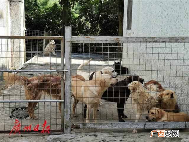 广州狗狗领养地址在哪（广州哪里可以免费领养