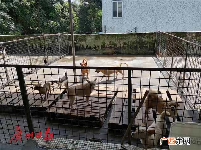 广州狗狗领养地址在哪（广州哪里可以免费领养