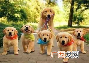 狗狗吃海藻粉有什么好处（海藻粉怎么让狗狗服