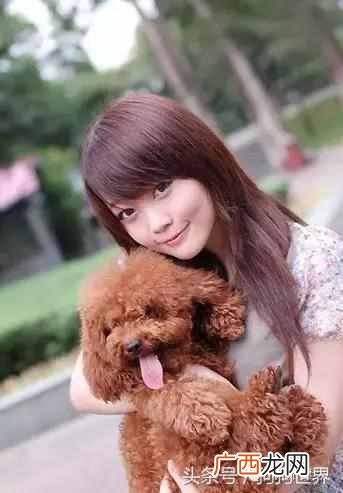 贵宾犬饲养方法 贵宾狗狗好养吗