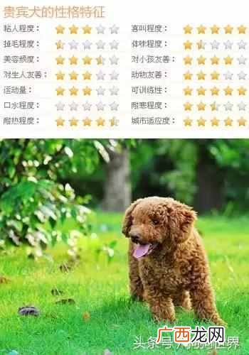 贵宾犬饲养方法 贵宾狗狗好养吗