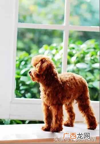 贵宾犬饲养方法 贵宾狗狗好养吗