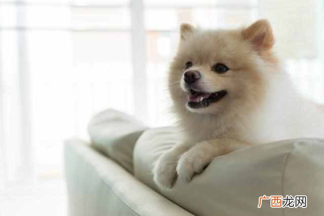 小狗狗的名字怎么取（如何让狗狗认得自己的名