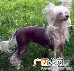 盘点最可爱的狗狗品种 可爱狗狗品种有哪些