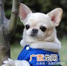 盘点最可爱的狗狗品种 可爱狗狗品种有哪些