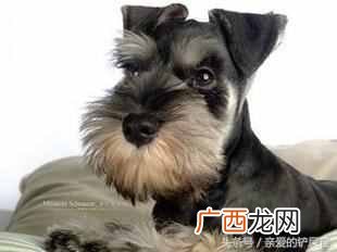 盘点最可爱的狗狗品种 可爱狗狗品种有哪些