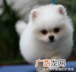 盘点最可爱的狗狗品种 可爱狗狗品种有哪些