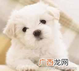 盘点最可爱的狗狗品种 可爱狗狗品种有哪些