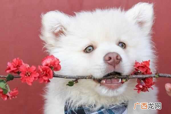 可爱狗狗名字大全（如何给狗狗取一个可爱洋气