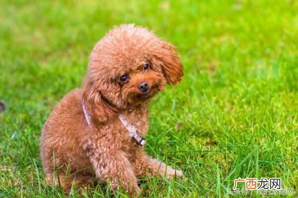 长不大的狗狗有哪些品种(常见小型宠物狗狗介