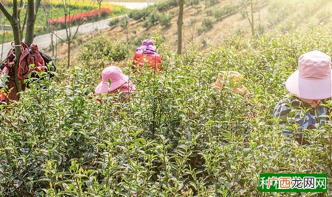 茶的生长环境