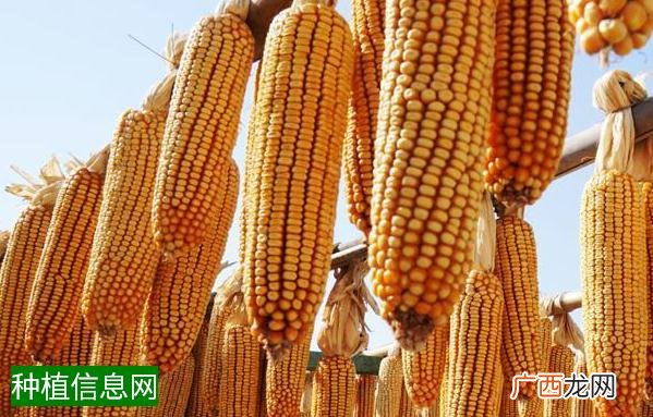 水稻缺钾的症状表现及防治法