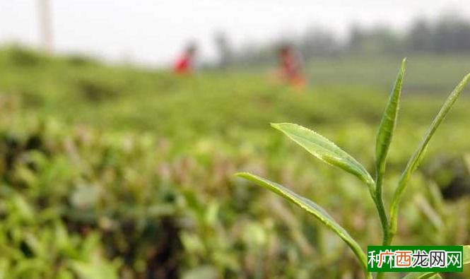 茶叶的生长环境条件，气候土壤地形种植技术，缺一不可