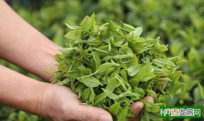 茶树缺素症防治方法