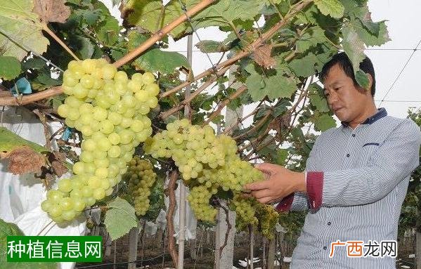 小麦赤霉病防治，巧抓适期宁早勿迟
