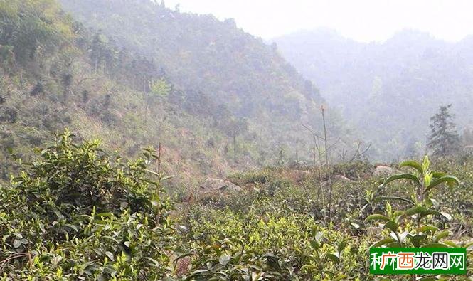 白茶产地在哪里？