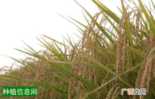 大豆苗期氮磷种肥