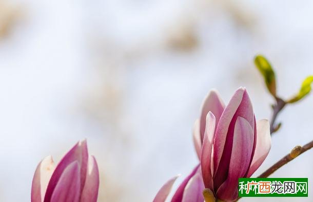 刘晓君：农家女的天麻种植致富路