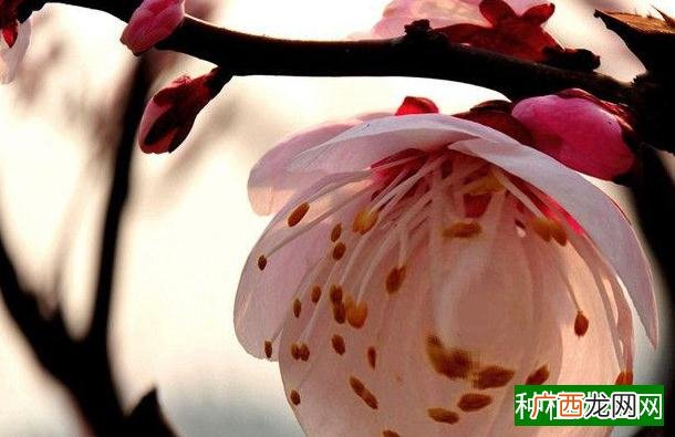 盆栽草莓种植法,盆栽草莓怎么种