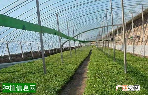 如何防治小麦黄矮病